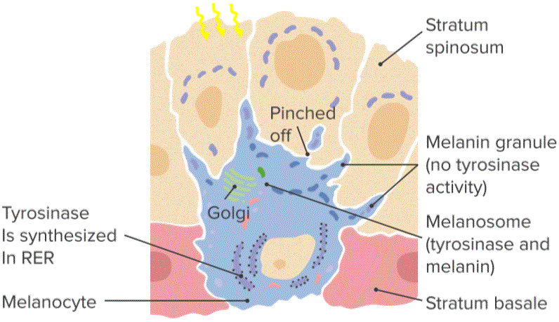 Melanocyte