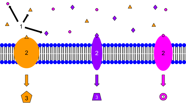 Membrane Receptors