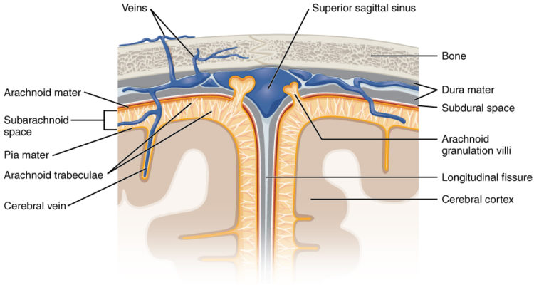 Meningeal Layers