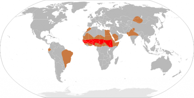 Meningitis Epidemics World Map