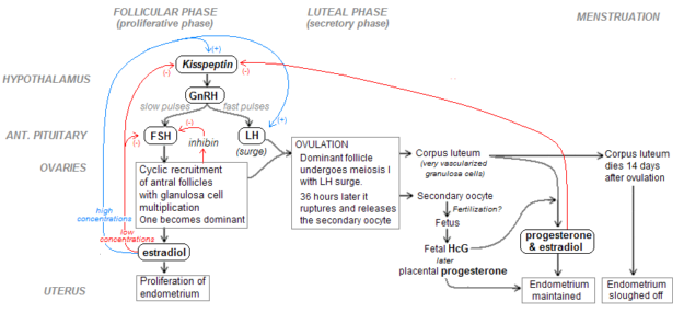 menstrual cycle and hormonal changes