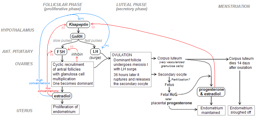 Hypothalamic Pituitary Gonadal Hpg Axis Differentials Lecturio