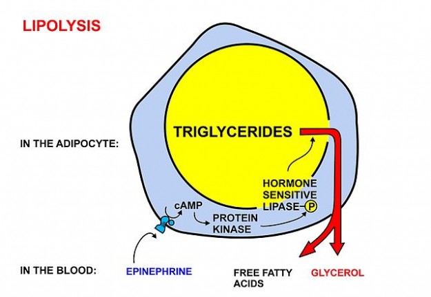 Metabolism1