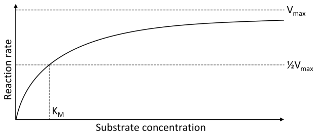 Michaelis Menten Curve