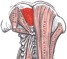 Minor-posterior-rectus-capitis