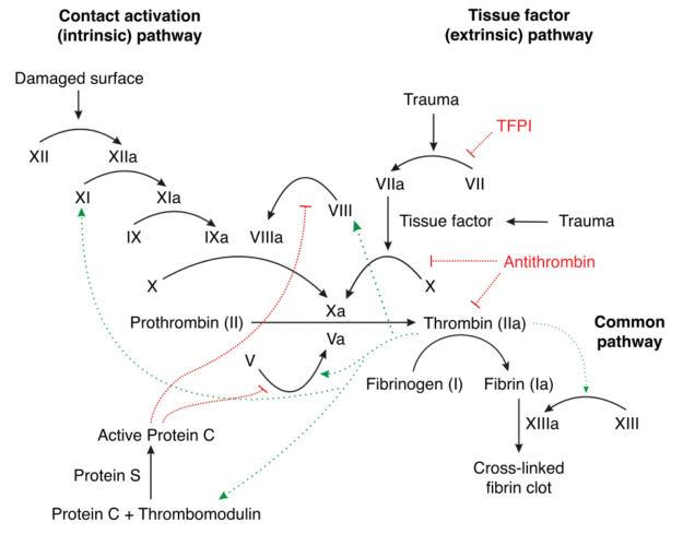 More in-depth version of the coagulation cascade