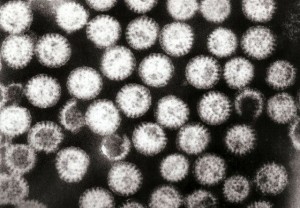 Multiple rotavirus particles Multiple rotavirus particles