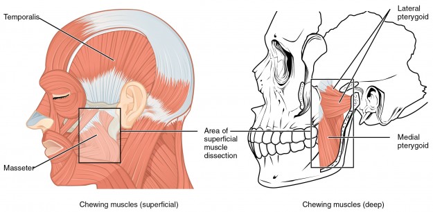 labeled diagram of the Muscle that Move the Lower Jaw