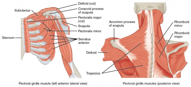 mușchii care poziționează brâul Pectoral