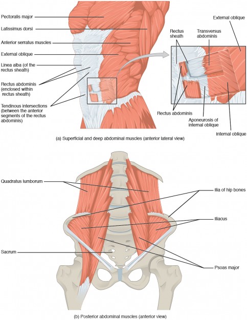 Muscles of the Abdomen