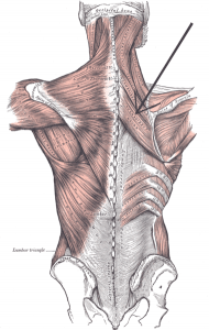 Muscle Majeur rhomboïde