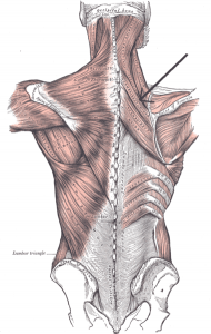 Muscle Mineur rhomboïde