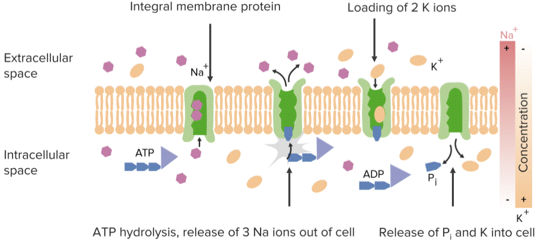 Na/K ATPase