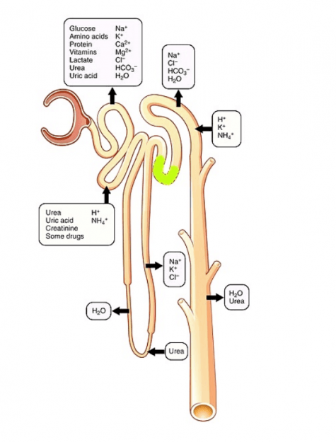Nephron Secretion Reabsorption Nephron Secretion Reabsorption