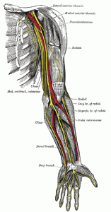 Nerves of the left upper extremity