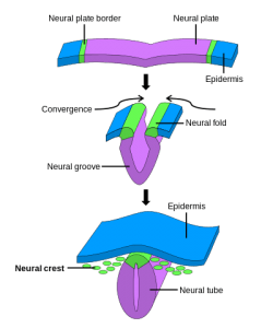 Neural Crest Neural Crest