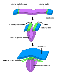 Neural-crest-formation