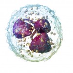 Neutrophils