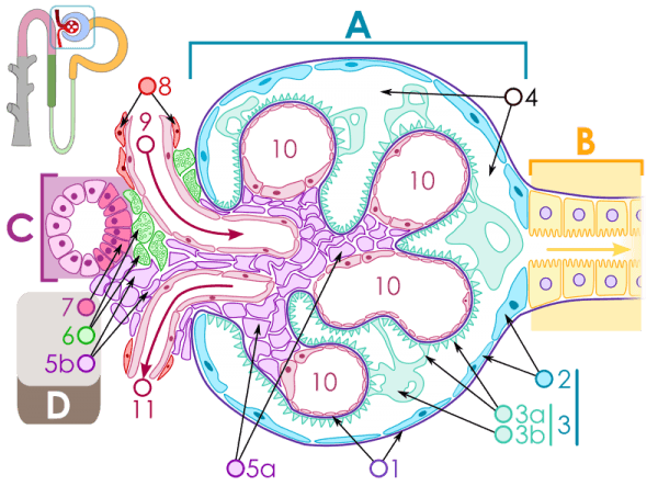 Schematic structure of the renal corpuscle: