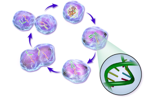 Normalny_Cell_Life_Cycle