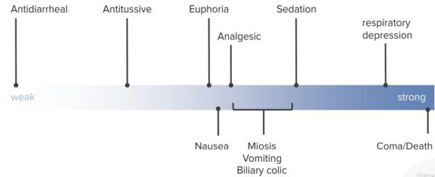 Pharmacology: Opioids | The Lecturio Online Medical Library