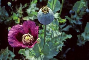 Opium poppy