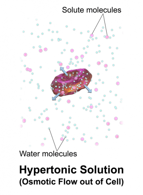 Osmotic-Flow-Hypertonic Osmotic-Flow-Hypertonic