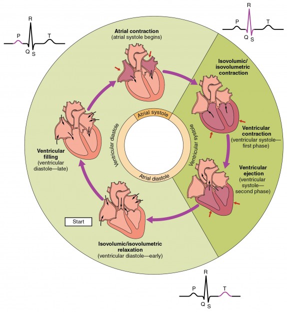 Overview of the Cardiac Cycle
