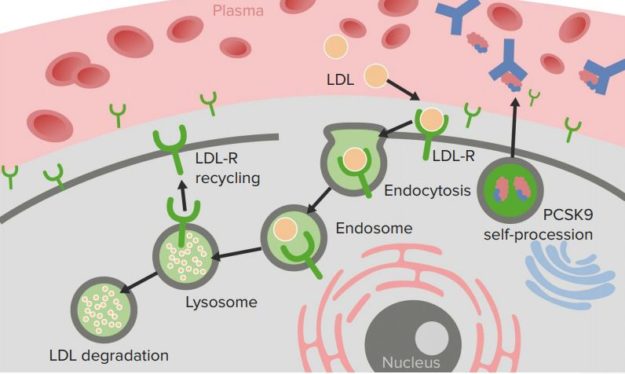 PCSK9 Inhibitors. Mechanism of action