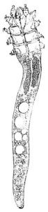 Demodex folliculorum