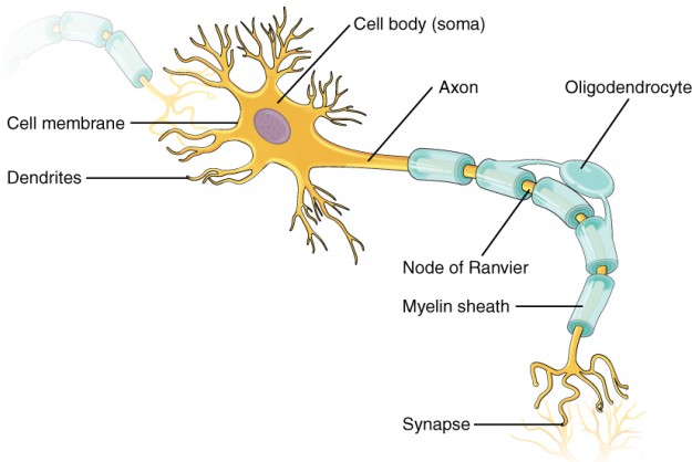 Parts of a Neuron