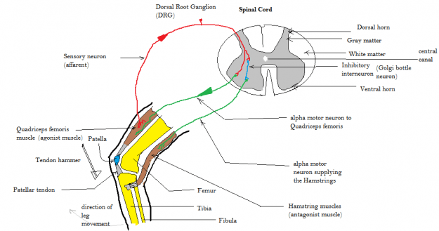 Patellar_tendon_reflex
