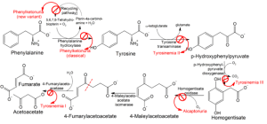 Pathophysiology_of_metabolic_disorders_of_phenylalanine_and_tyrosine