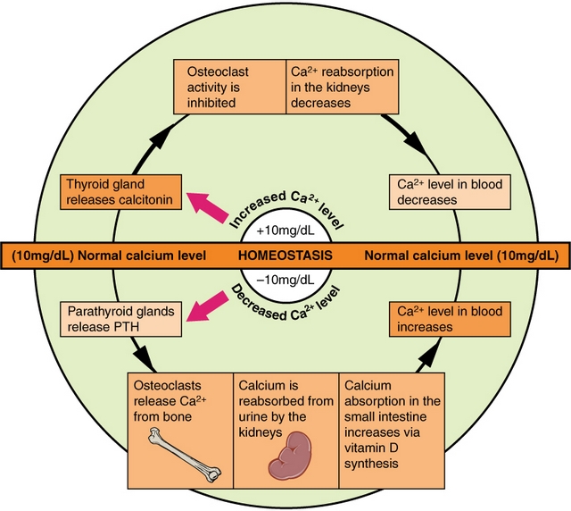 Pathways in calcium homeostasis