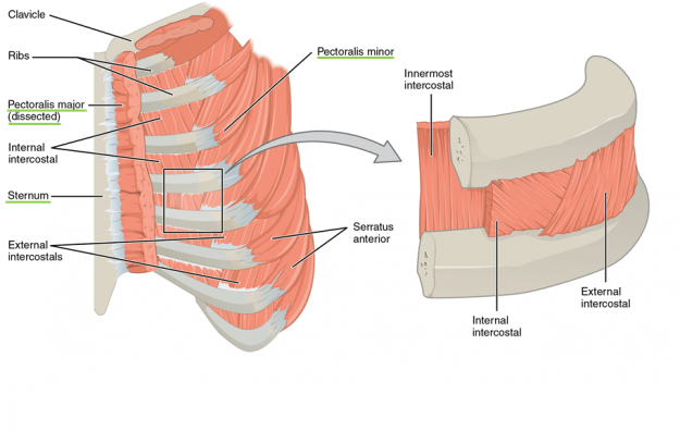 Thoracic and Abdominal Muscles | Lecturio Online Medical Library