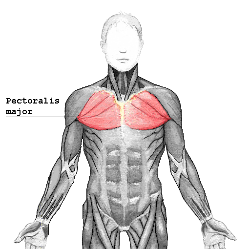 Pectoralis major
