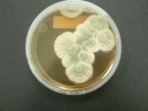 Penicillium chrysogenum Penicillium chrysogenum