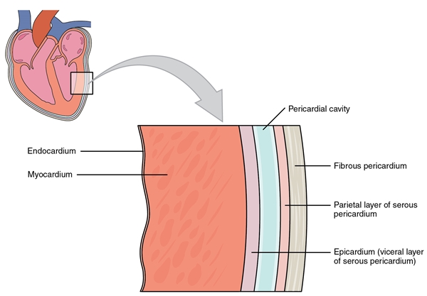 Pericardial Membranes And Layers Of The Heart Wall 1 