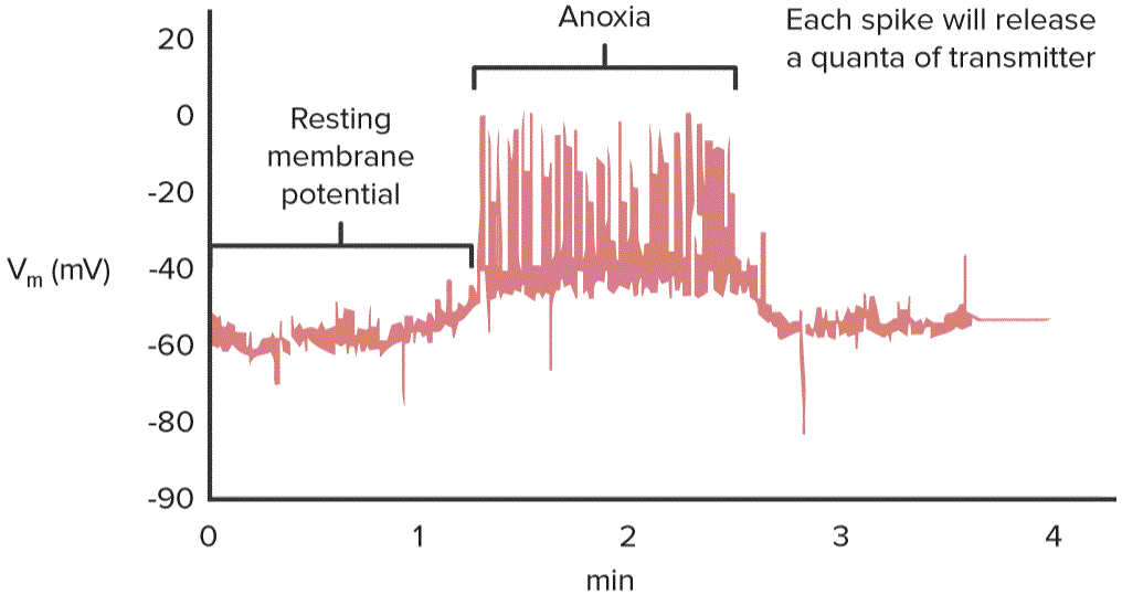 Peripheral Chemoreceptors