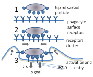 phagocytosis_in_three_steps