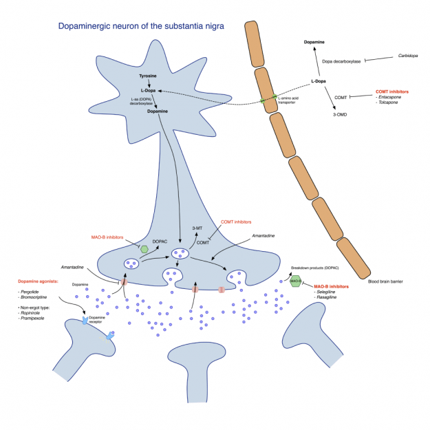 Pharmacological-treatment-of-Parkinson's-disease