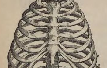 human torso rib cage