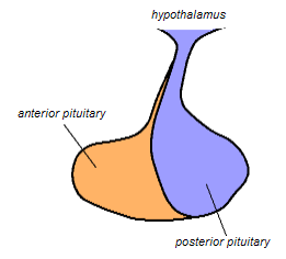 anterior pituitary gland hormones