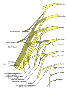 Plan of sacral and pudendal plexuses