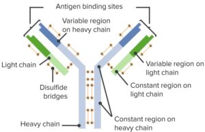 Plasma Cell Neoplasms
