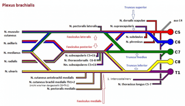 Plexus brachialis