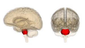 Pons lateral and posterior view