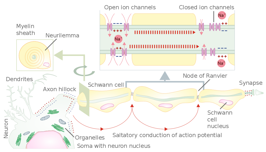 propagation of action potential along myelinated nerve fiber