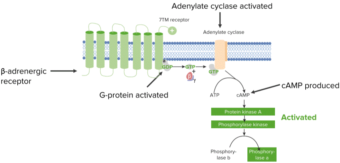 Protein Communication