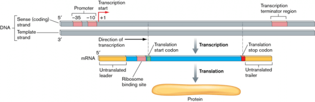 Proteinsynthese